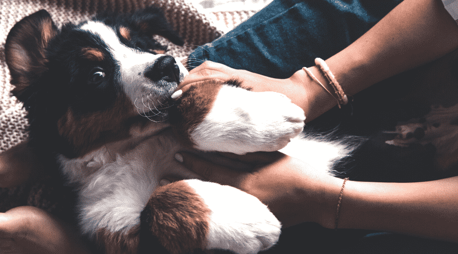 Little puppy of Bernese mountain dog on hands of fashionable gir
