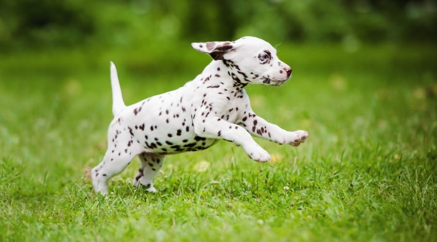 Spotted puppy running in grass.