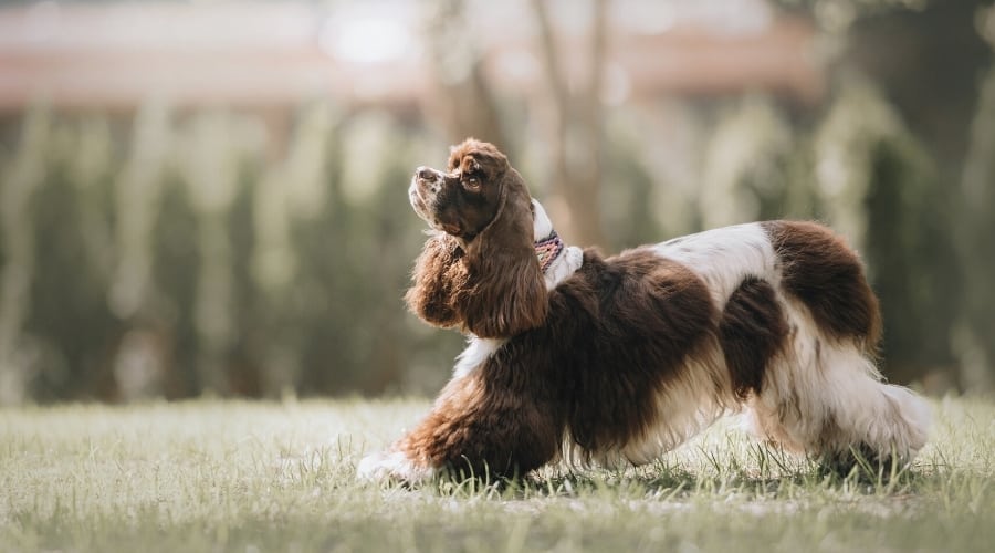 Liver and White Dog Bowing