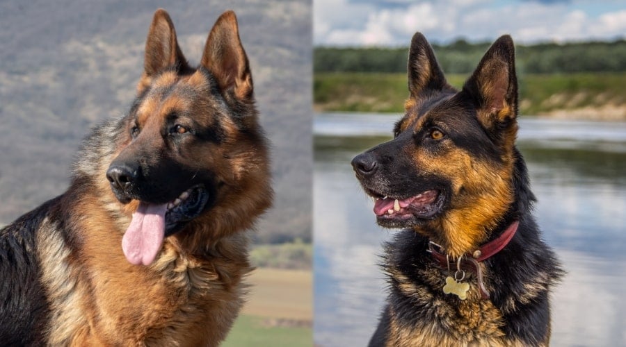 Long Coated German Shepherds