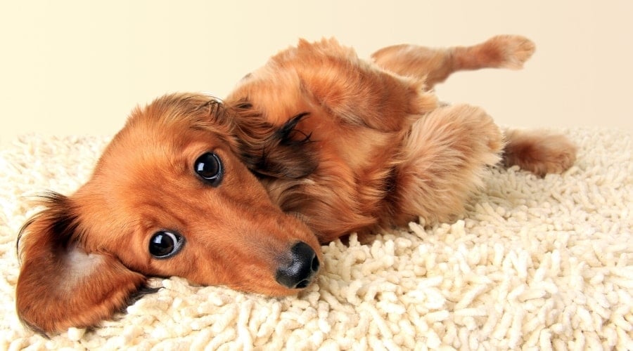 Long-Haired Dachshund Laying on a Yellow Rug