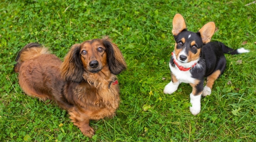 Cardigan Welsh Corgi Vs Pembroke Similar Breeds Comparison For 