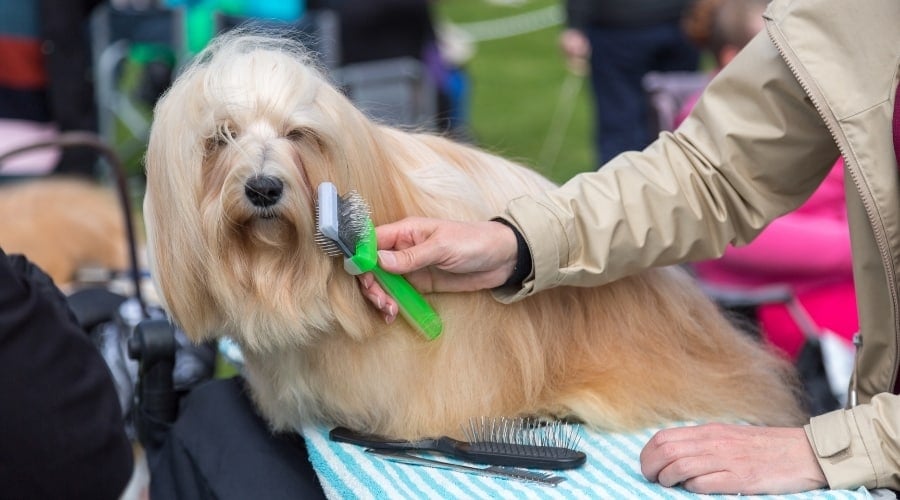 Long-Haired Dog Being Brushed