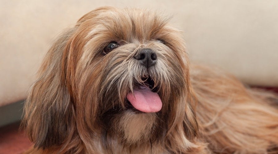 Long-Haired Dog Looking Up With Tongue Out