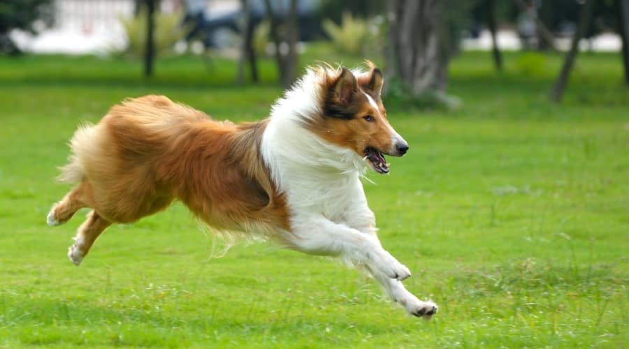 Long-Haired Dog Running Outdoors