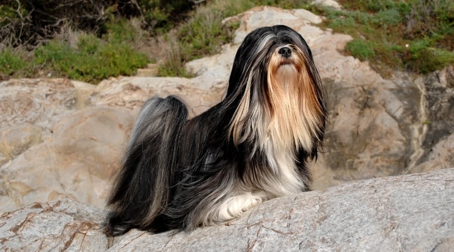Long-Haired Dog Standing on a Rock