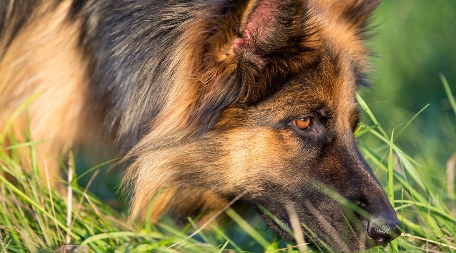 Long Haired German Shepherd Competing