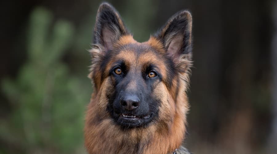 Long Haired German Shepherd Dog