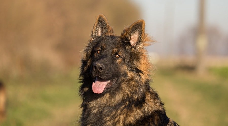 Thick coat german shepherd on sale