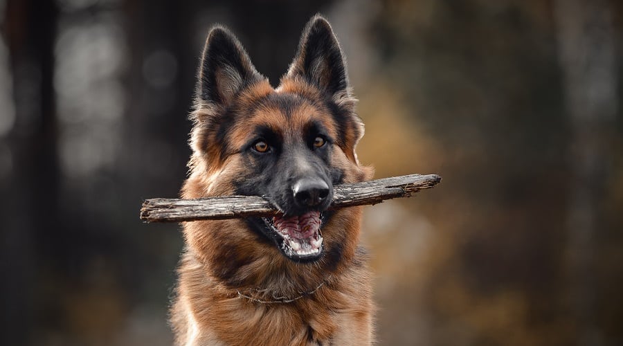 Long Haired German Shepherd with Stick