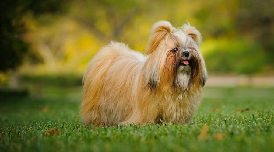 Long-Haired Gold and White Dog Standing Outside