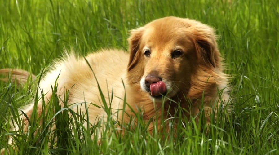 Long Haired Golden Retriever Aussie Mix