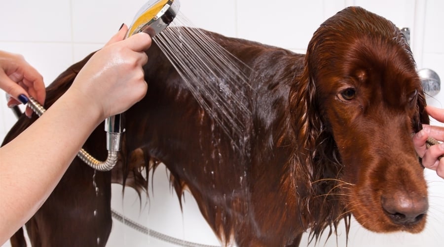 Long Haired Red Dog Getting Groomed