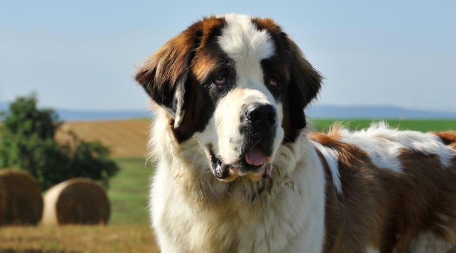 Long Haired Saint Bernard Dog standing outside