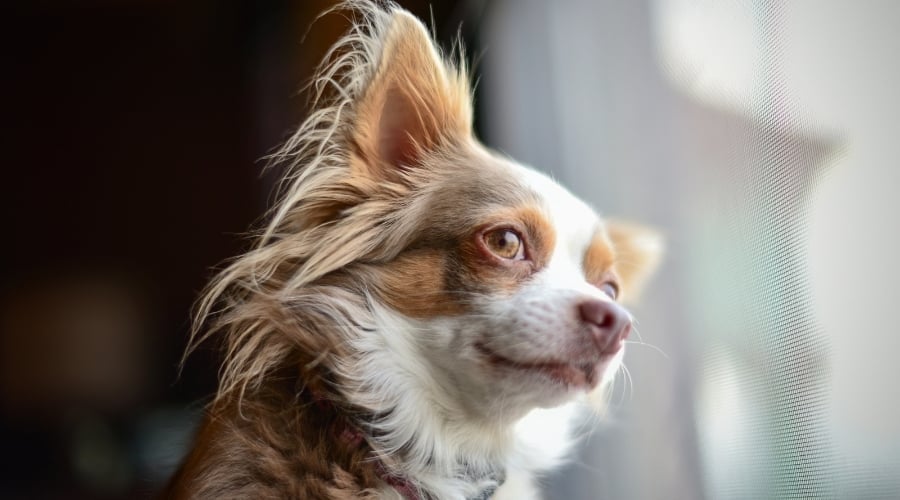 Long Haired Chihuahua