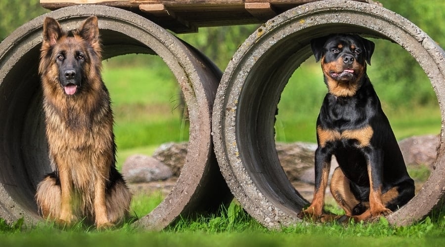 Long-Haired and Short-Haired Dogs Sitting Outdoors