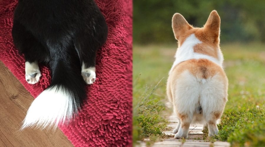 Long Tail and Cropped Tail of Two Dogs