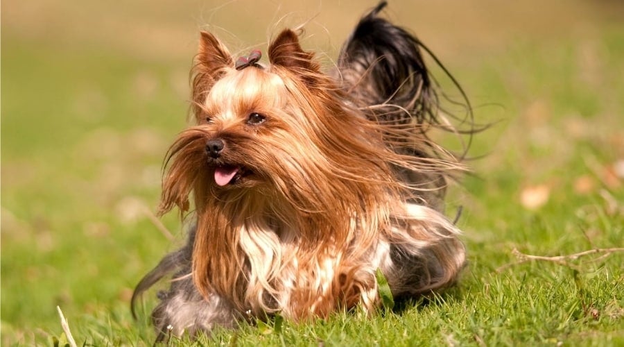 Long haired Yorkshire Terrier Running