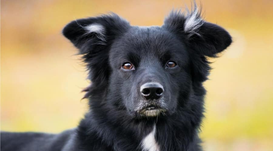 Long haired cordigor dog