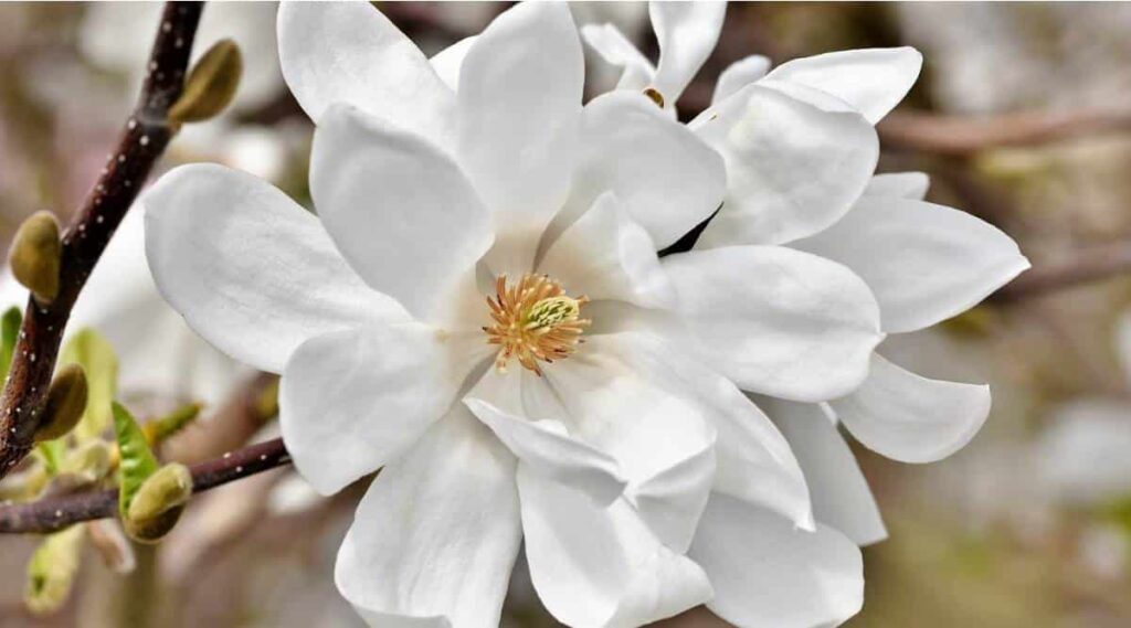 Magnolia