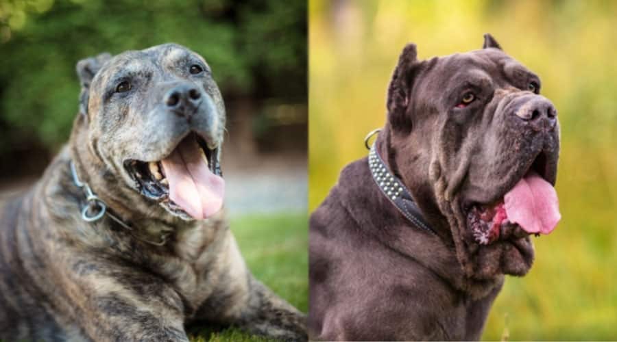 Lounging Dogs With Their Mouths Open