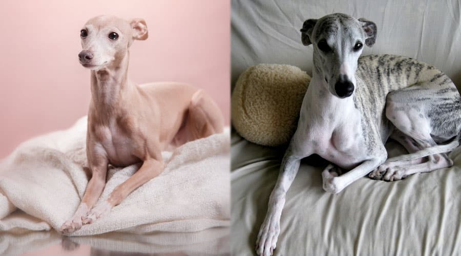 Lounging Dogs on Sofas
