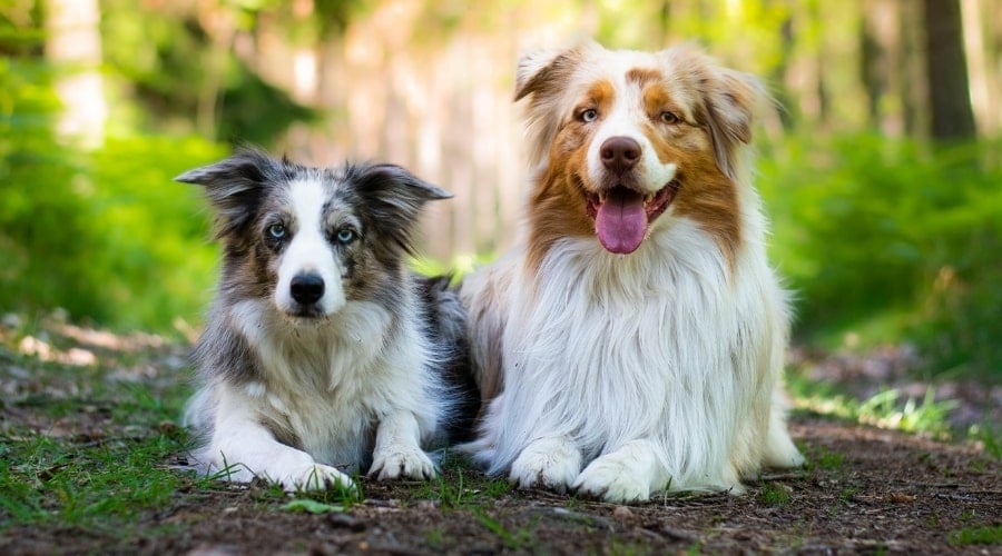 Lounging Dogs on a Dirt Path