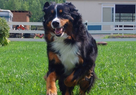Lucy the Bernese Mountain Dog, our second slow-feeder dog bowl tester.