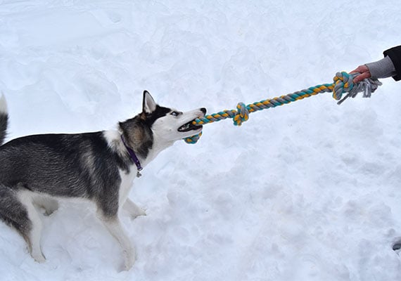 Luna the Husky playing tug-of-war with Mammoth Flossy Chews Rope in snow.