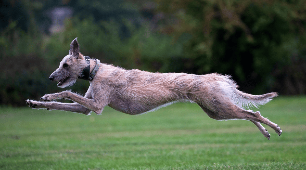 Lurcher dog running at top speed
