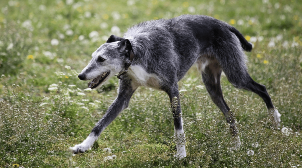 Luncher running through field.