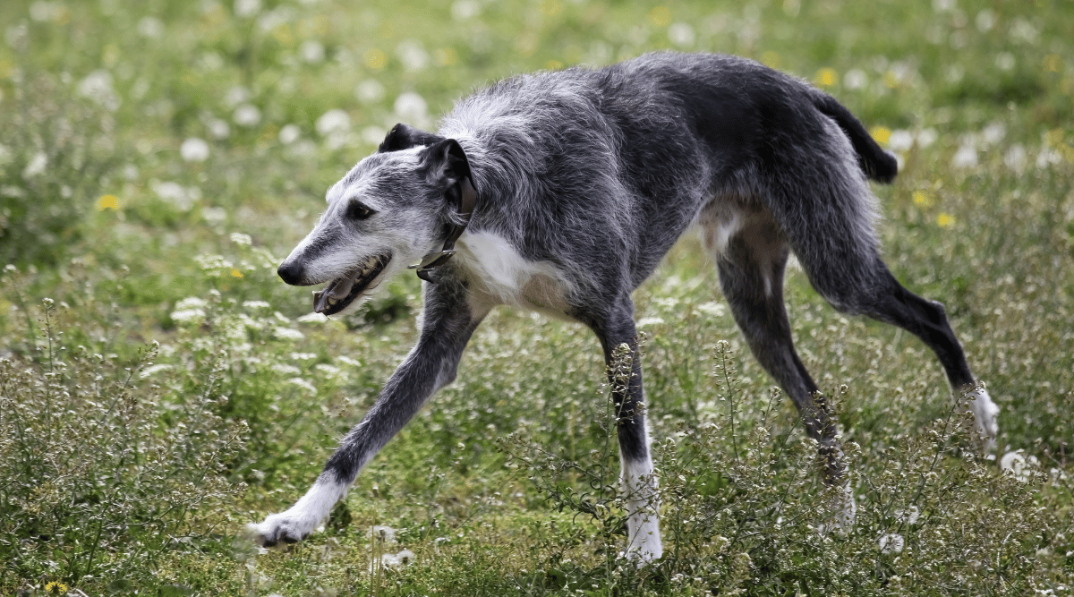 Lurcher running through field of wild flowers