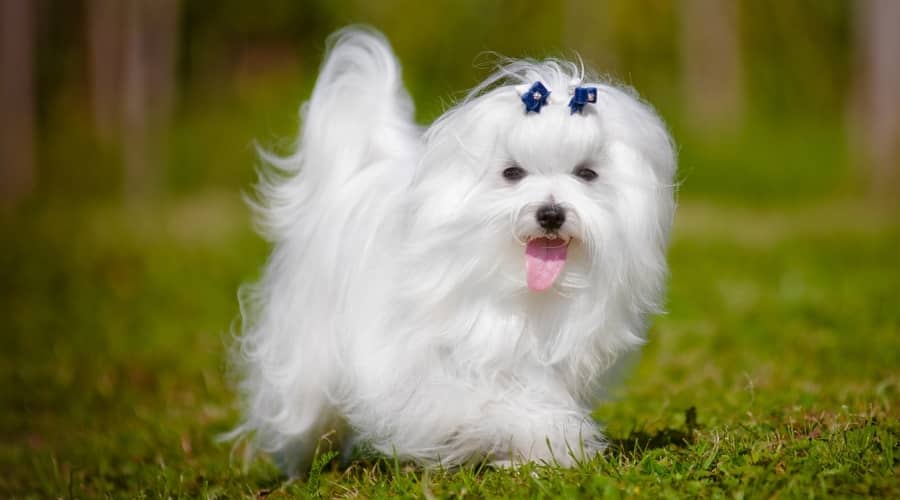 Luxurious White Dog Walking Outdoors