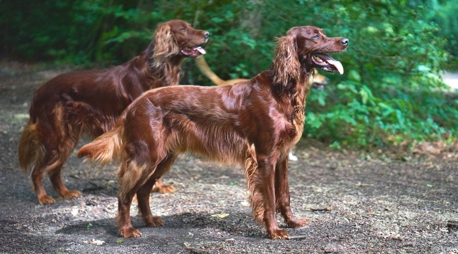 Mahogany Dogs in a Forest