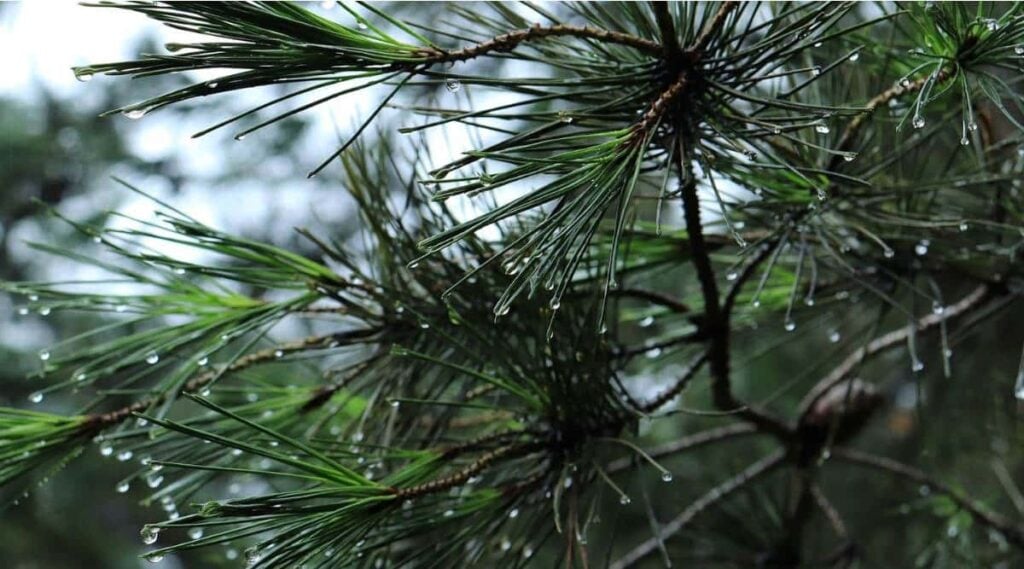 White Pine