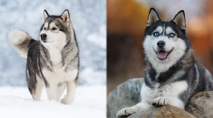 Majestic Dogs Outdoors