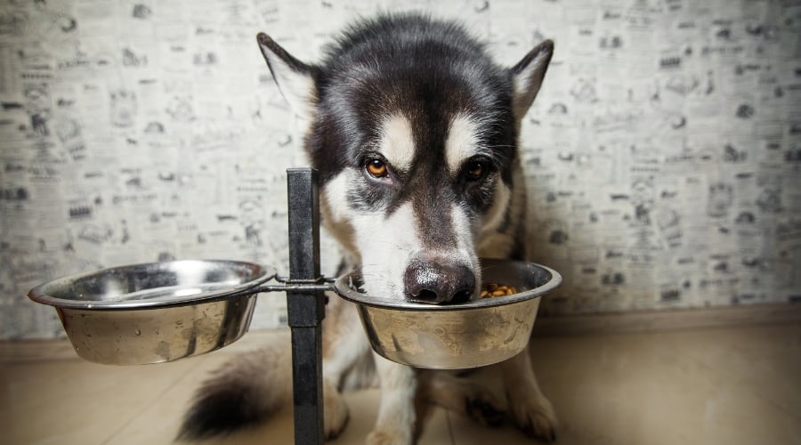 Malamute Eating Dog Food