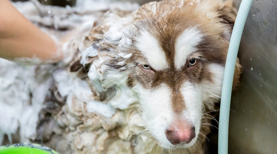 Malamute Getting Bathed