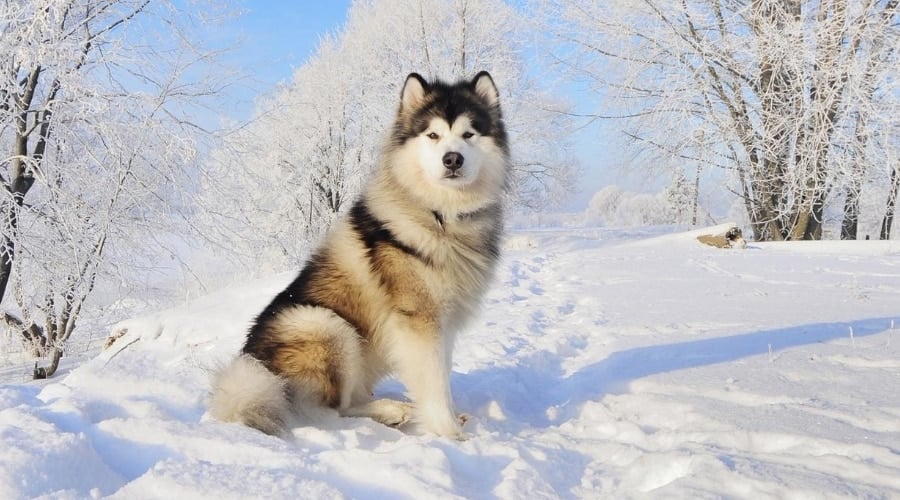 Malamute Outdoors