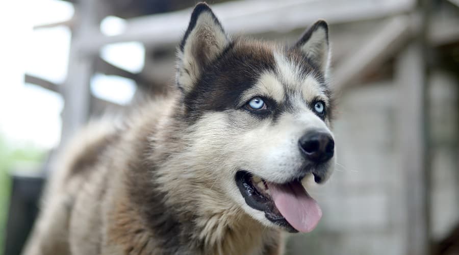 Malamute with Blue Eyes