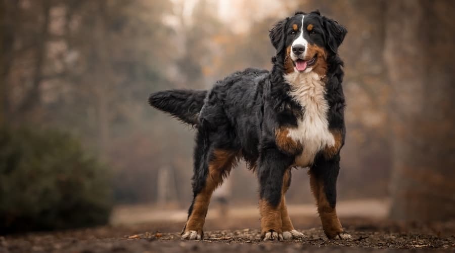 Male Dog Standing Outside