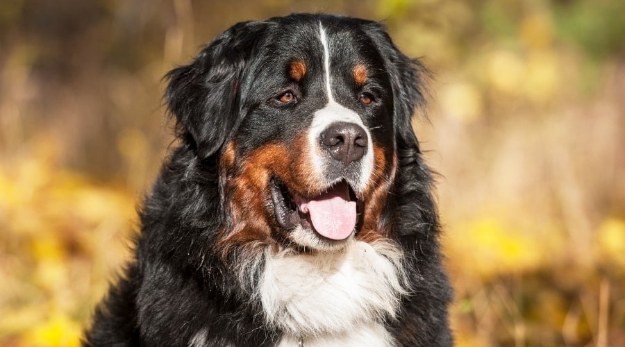 Bernese Mountain Dog outside in the sun.