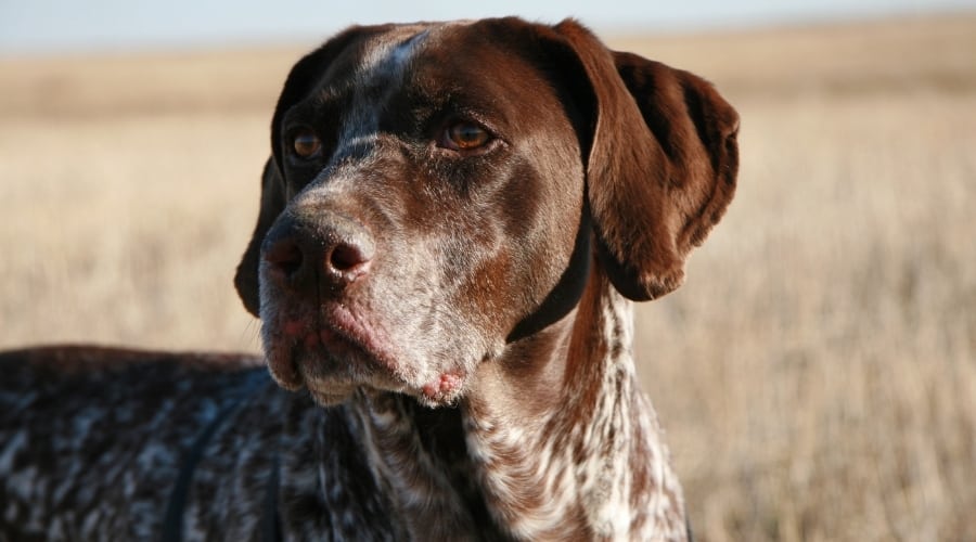 Male Hunting Breed Outside During Bird Hunt