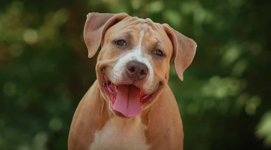Male Pitbull Terrier
