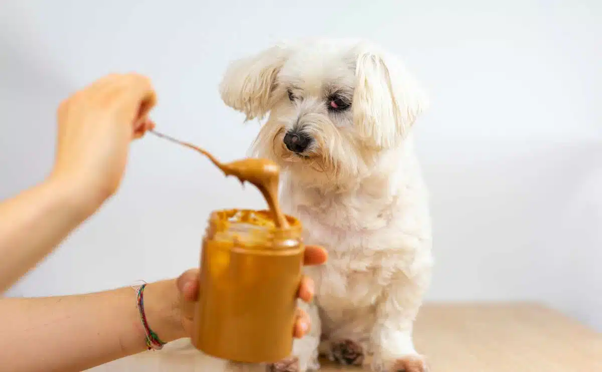 Maltese Bichon sitting on table eating peanut butter from spoon while owner holds jar