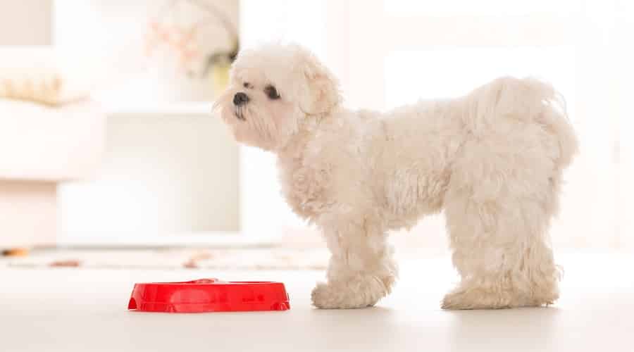 Maltese Dog Eating Food