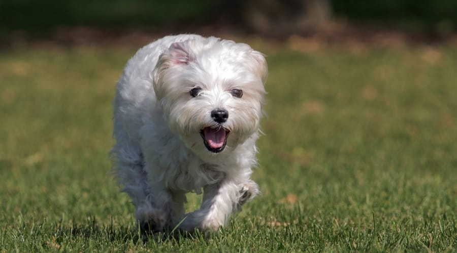 Maltese Dog Running in Grass