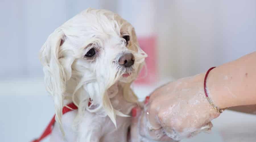 Maltese Getting Bathed