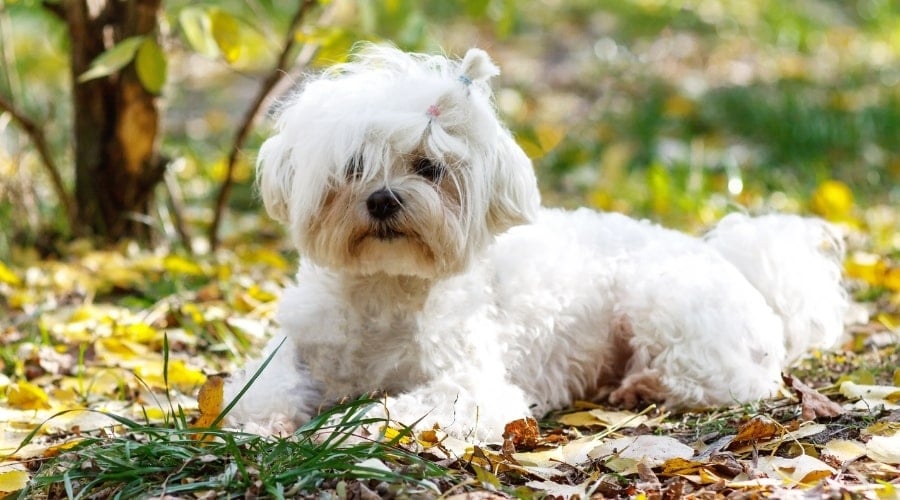 Maltese Havenese Mix
