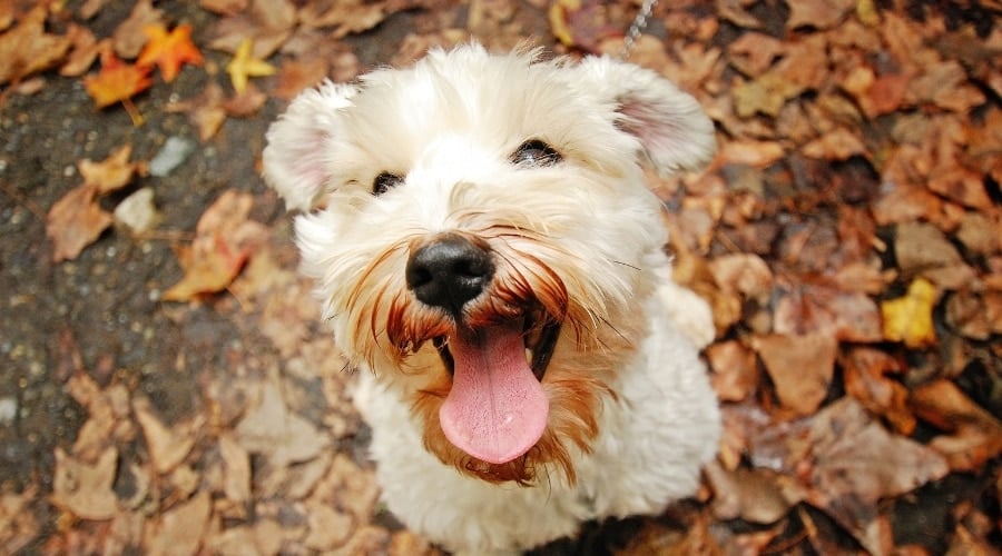 Beagle Maltese Mix